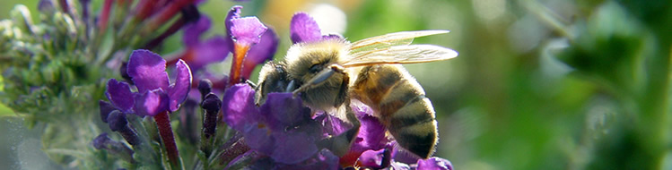 Bienen, Imkervereine, Honig IV Altusried